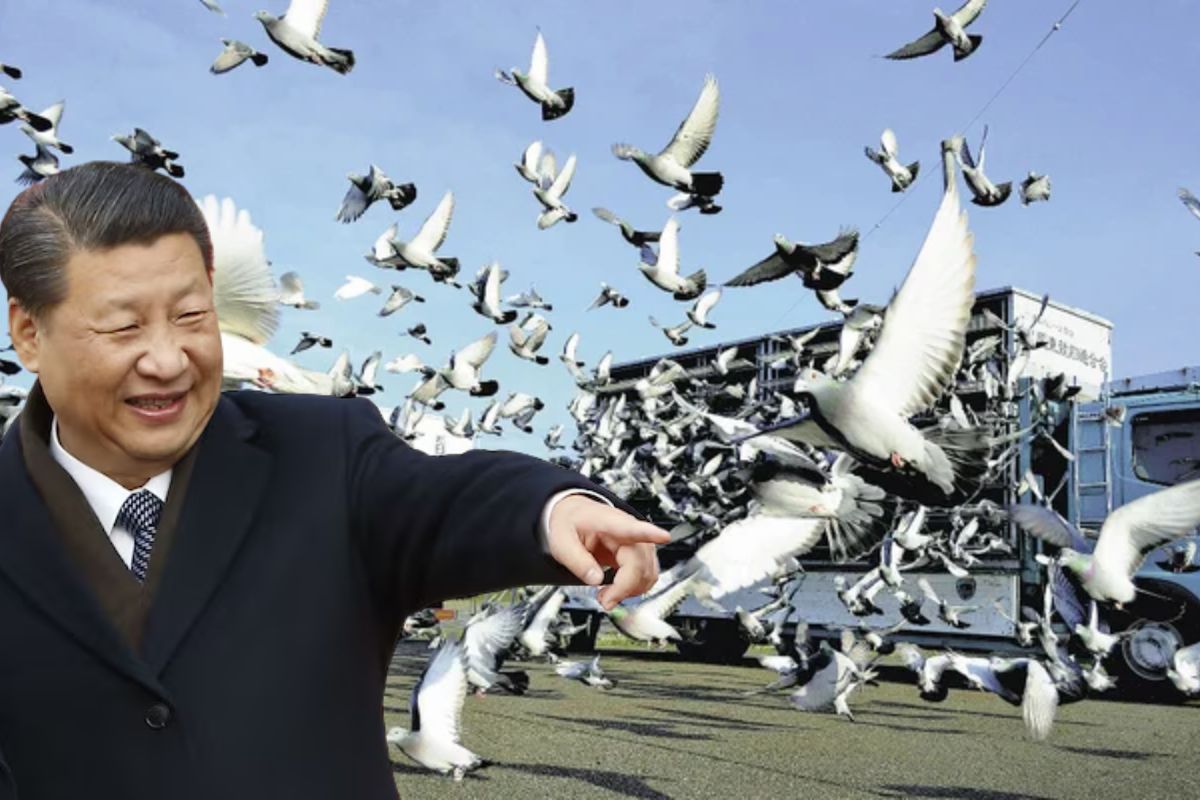 Descubra por que pombos na China são mais que pragas! De fonte de renda a estrelas de corridas milionárias, veja o surpreendente papel econômico e cultural.