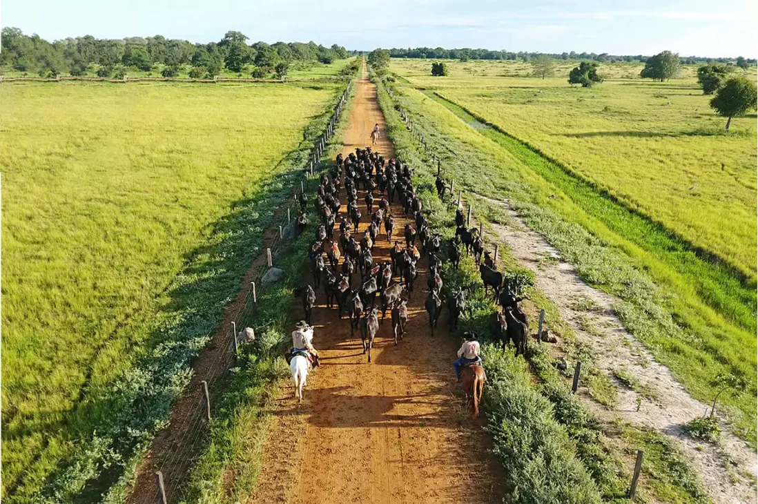 Conozca la Fazenda Nova Piratininga, gigante del agronegocio brasileño mayor que NY! Su historia, producción de punta y prácticas sostenibles.