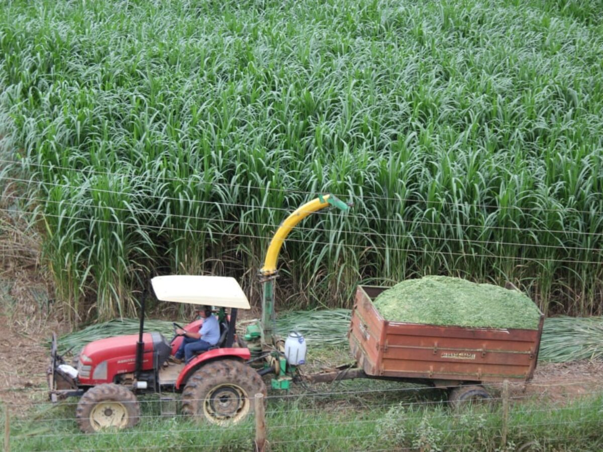 Antes voltado à pecuária leiteira, capim desenvolvido pela Embrapa mostra potencial técnico e econômico para abastecer indústrias com energia renovável e transformar o cenário de bioenergia no país.