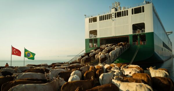 Maior navio boiadeiro do mundo parte do Porto de Rio Grande com 20 mil bovinos rumo à Turquia