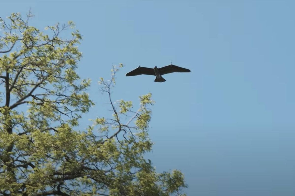 China revela drones que batem asas como pássaros! 🐦 Invisíveis a radares, imitam aves com perfeição.