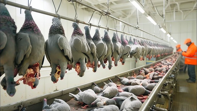 Palomas en China: mucho más allá de la plaga urbana. Conoce la historia, el impacto económico, las carreras millonarias y la gastronomía que involucra estas aves