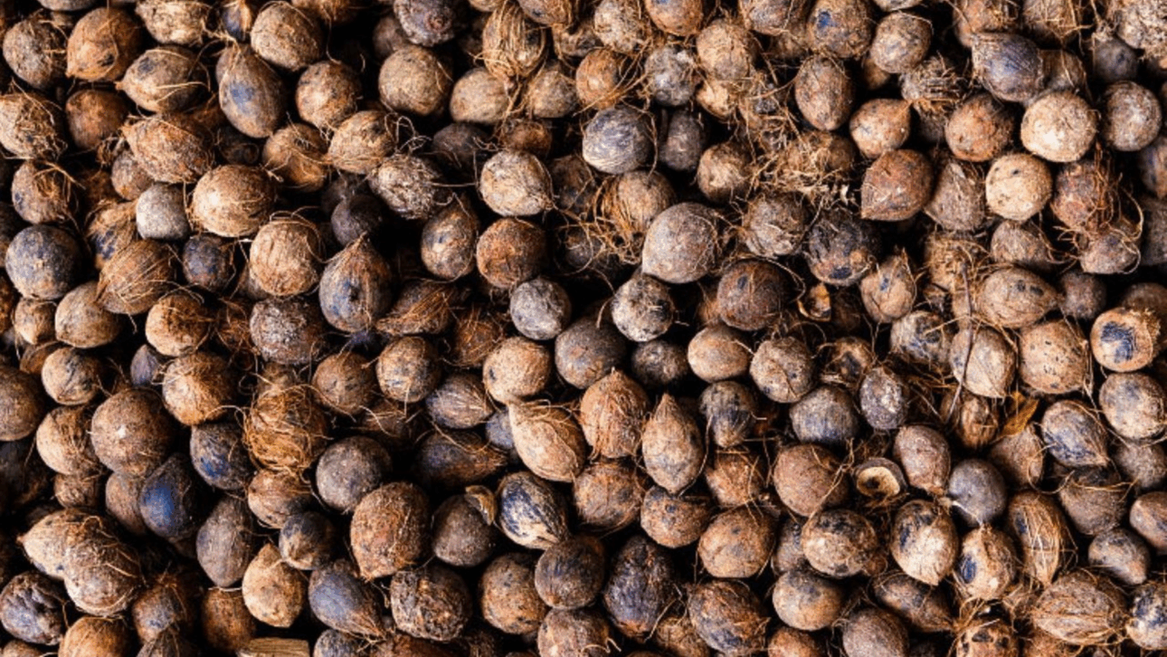 construcción - innovación - concreto - cemento - amazônia