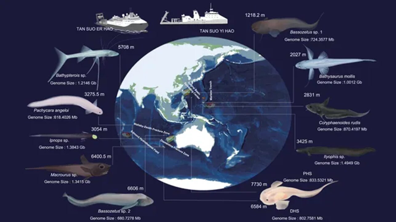 Cientistas coletaram amostras de peixes que vivem na Fossa das Marianas, no Pacífico, e em fossas no Oceano Índico. (Crédito da imagem: Han Xu et al. (2025) Evolução e adaptação genética de peixes ao mar profundo. Cell, Volume 188, Edição 5, 1393-1408.e13.