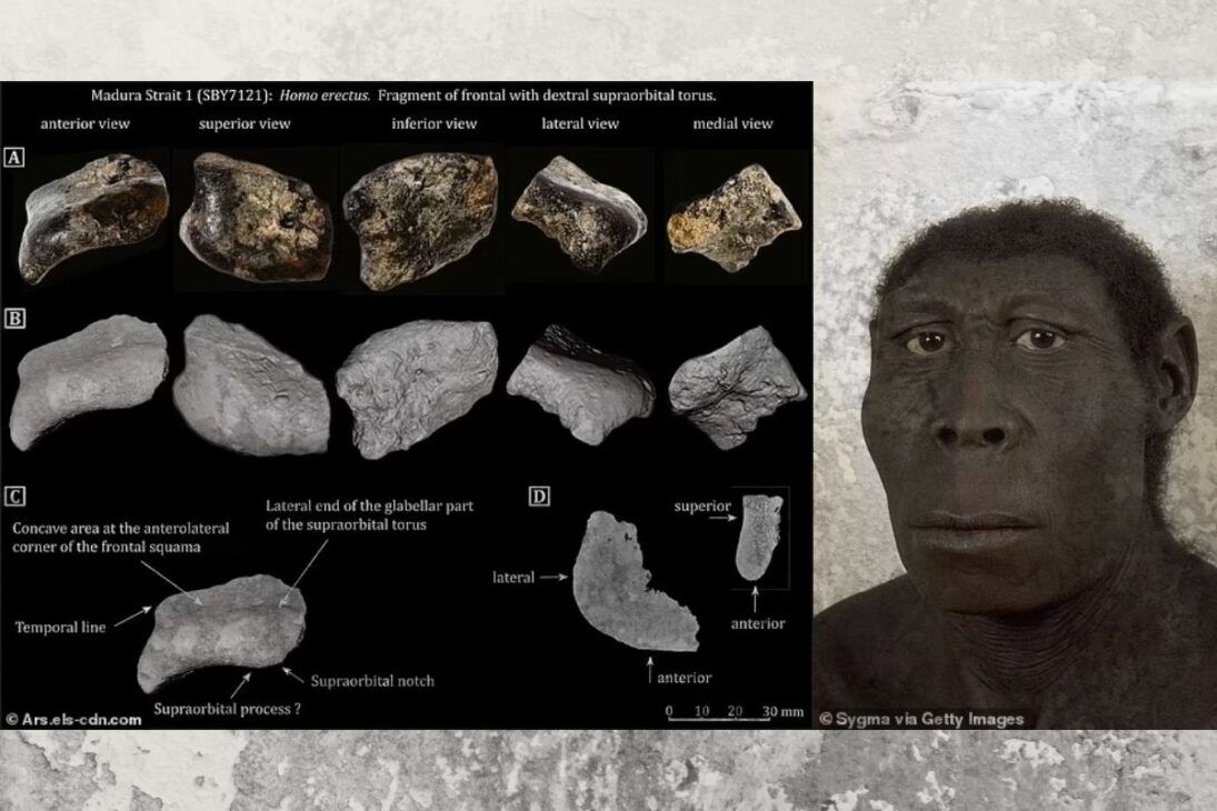 Enterrado bajo lodo por 140,000 años, el cráneo solo recientemente fue confirmado como Homo erectus, remodelando lo que sabemos sobre la vida humana primitiva en el Sudeste Asiático.