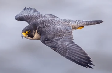 El Halcón Peregrino es el animal más rápido del planeta, capaz de alcanzar velocidades cercanas a 400 km/h en sus picados vertiginosos de caza, una verdadera proeza de la naturaleza.