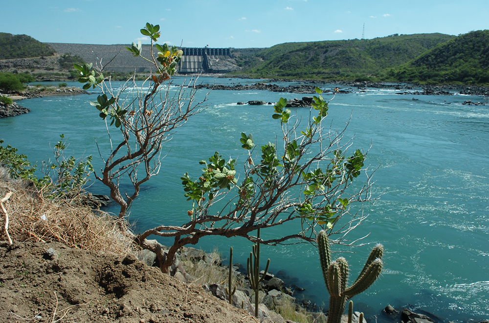 En el sertón nordestino, ríos secos esconden redes subterráneas que mantienen la vida y sorprenden a todos con su fuerza cuando resurgan inesperadamente.