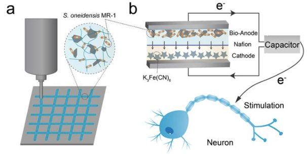 La imagen muestra cómo los científicos utilizan bacterias vivas (S. oneidensis) para crear una biobatería impresa en 3D. Esta batería genera energía que puede ser almacenada y utilizada para estimular neuronas, mostrando una aplicación directa en salud y tecnología. (Reproducción/SIAT/Interesting Engineering)