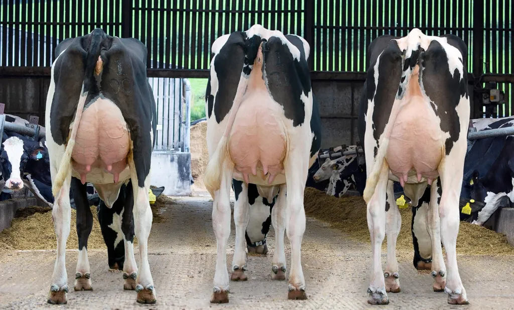 producción lechera en Estados Unidos