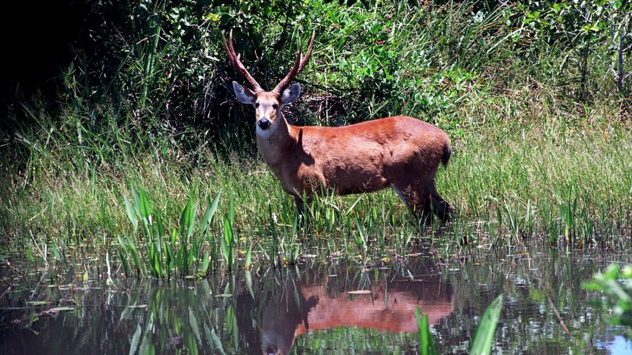 A lo largo de todo el recorrido, la exuberante vida salvaje es la verdadera dueña del lugar, ofreciendo al visitante un encuentro directo y auténtico con la naturaleza indómita del Pantanal. Imagen: Acervo Sedec MT