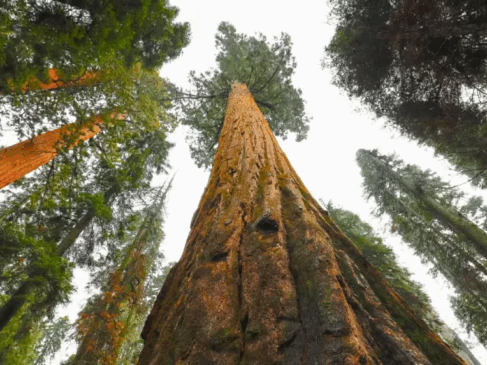 El árbol más alto del mundo tiene 115.85 Metros escondido en un parque de California