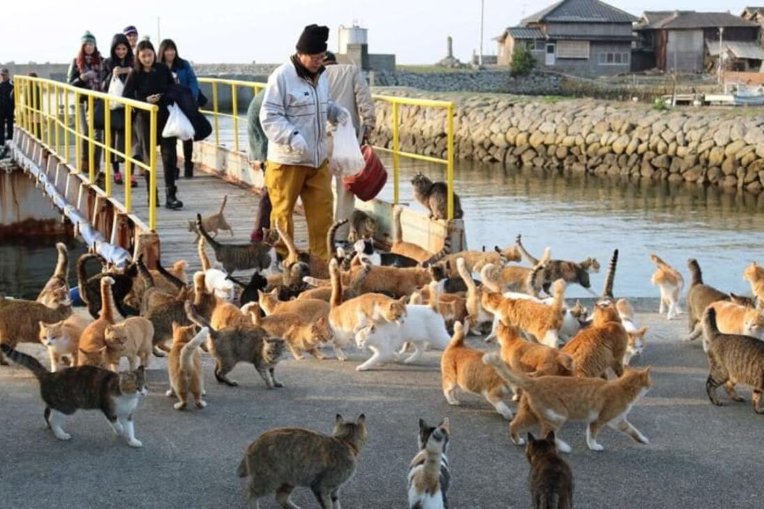 La isla de los gatos en Japón: donde los gatos superan a los humanos en 10 a 1