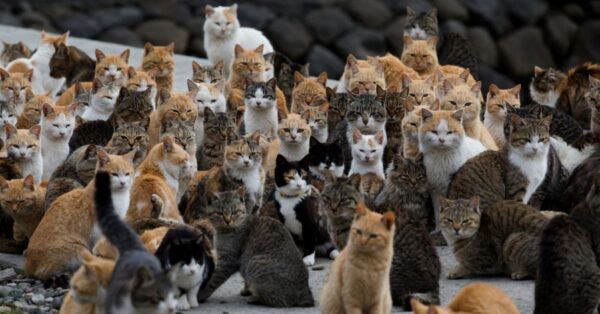 A ilha dos gatos no Japão: a história do paraíso felino que caminha para o fim