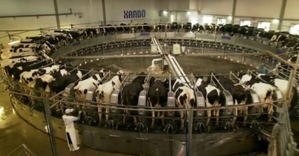 Fazenda Colorado: conheça a maior fazenda de leite do Brasil e os segredos do seu sucesso