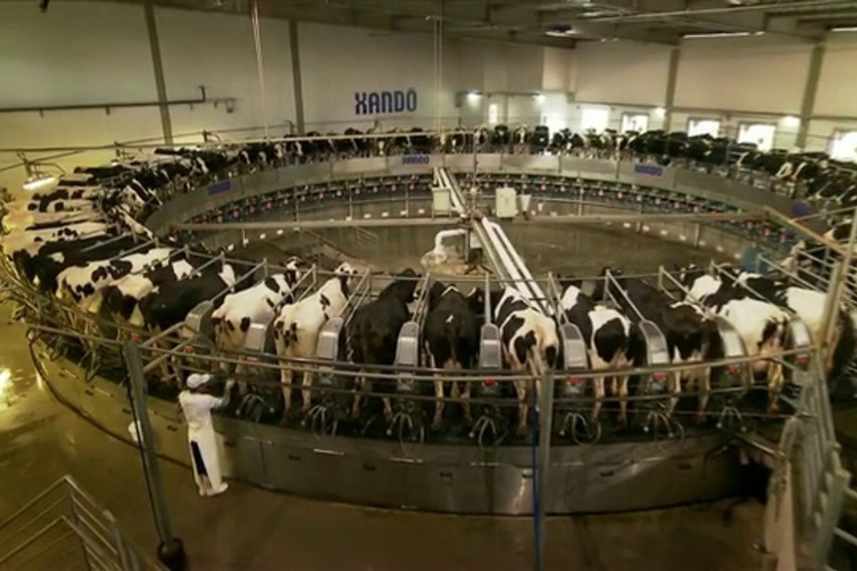 Fazenda Colorado: conheça a maior fazenda de leite do Brasil e os segredos do seu sucesso