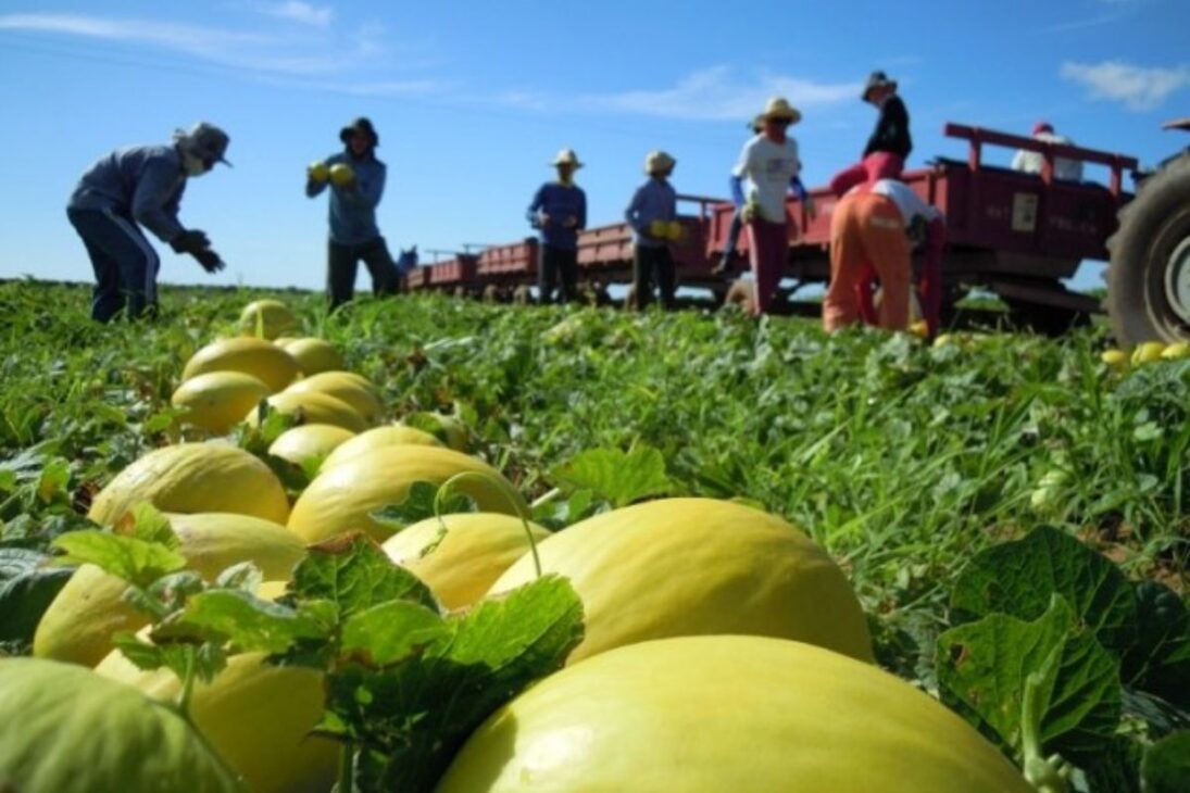 La mayor granja de melón de Brasil: la gigante del sertão que cosecha 1 millón de frutos por día