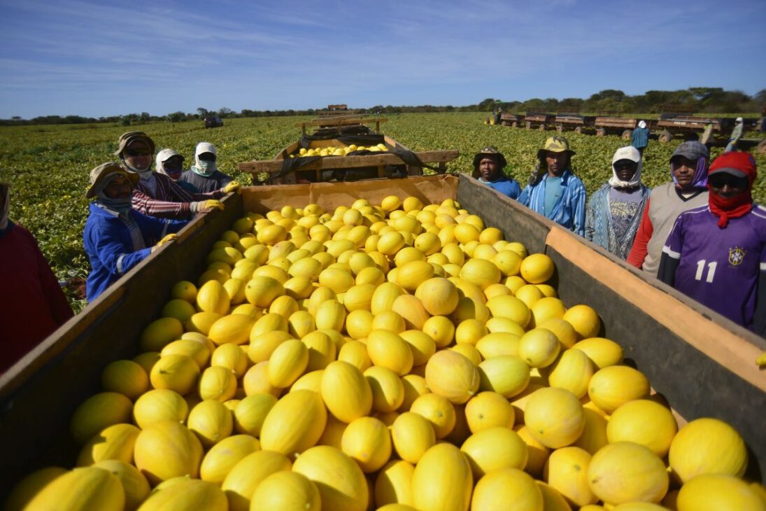 La mayor granja de melón de Brasil: la gigante del sertão que cosecha 1 millón de frutos por día