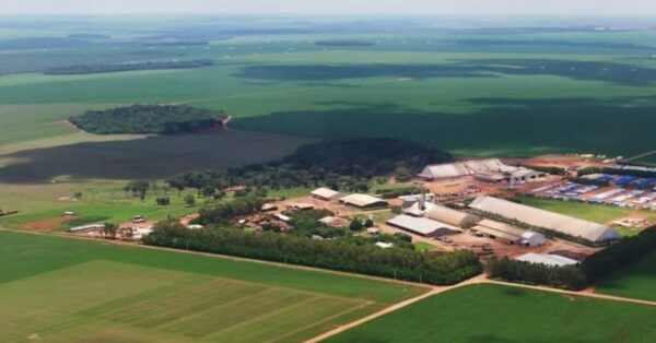 Maior fazenda de milho do Brasil: Desvendamos os números do Grupo Bom Futuro e da SLC Agrícola. Descubra a área real de milho de cada um e quem lidera