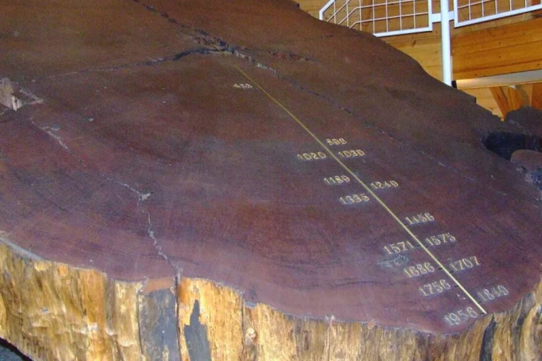 Anillos de árboles (Dendrocronología): científicos han creado cronologías continuas que remontan a miles de años analizando los anillos de crecimiento de los árboles. Para Europa, esta cronología es ininterrumpida y no muestra ninguna laguna de 297 años.