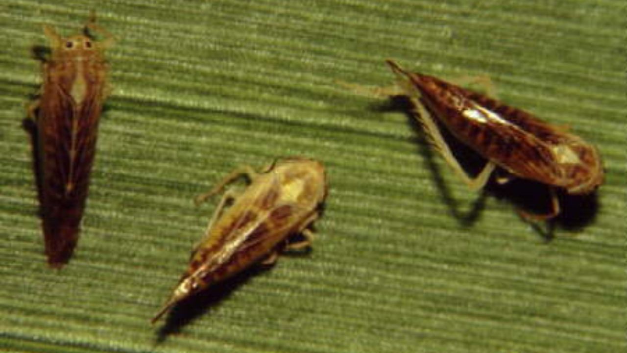 La chicharrita del maíz es el principal insecto transmisor del complejo de enfezamientos, enfermedades devastadoras que pueden llevar a la pérdida total del cultivo de maíz. Imagen: Agrolink