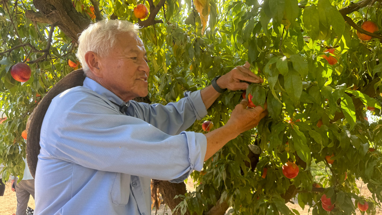 De símbolo agrícola olvidado a fruta celebrada: la historia de la finca que trajo de vuelta el durazno Elberta y transformó la cosecha en experiencia afectiva.