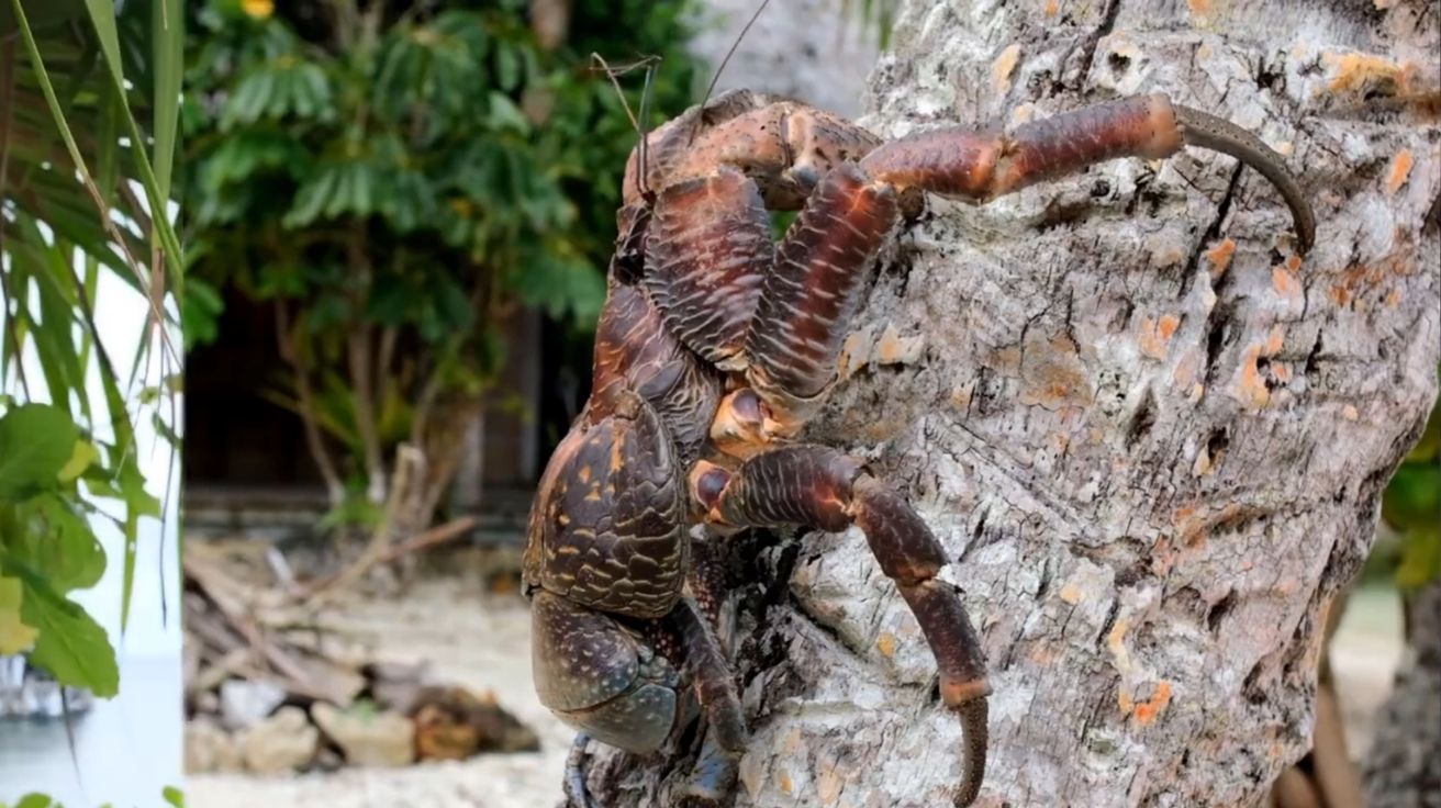 Após 100 anos, o caranguejo gigante ressurge em Car Nicobar, surpreendendo cientistas e revelando segredos da maior espécie terrestre.