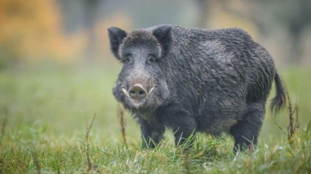 São Paulo autoriza abate de javalis para controle ambiental e sanitário, protegendo agropecuária e saúde pública em resposta à expansão da espécie invasora.