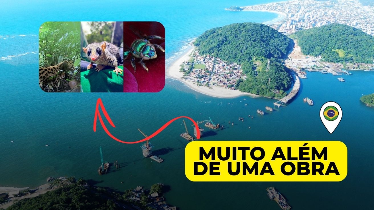 Ponte de Guaratuba já monitorou mais de 18 mil animais e revela espécies raras, destacando-se pela integração entre desenvolvimento e sustentabilidade ambiental.