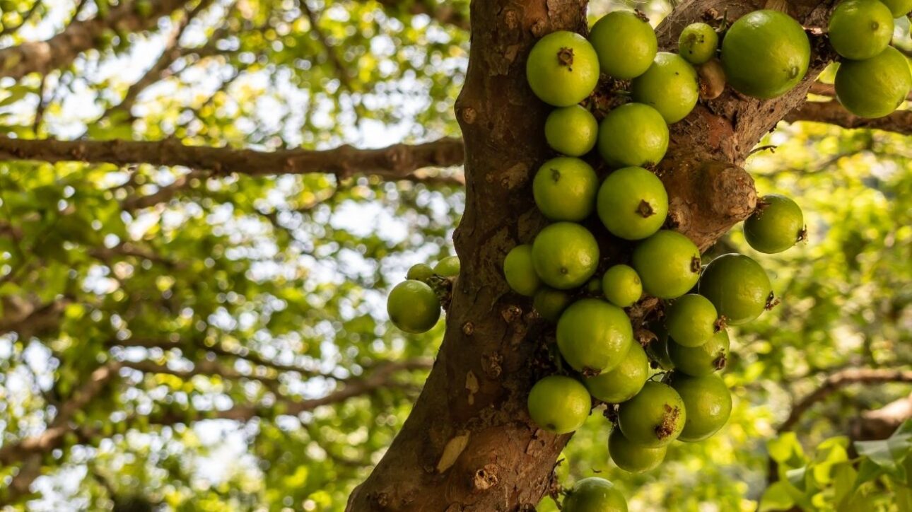 Jabuticaba-blanca, fruta rara de Brasil, está amenazada de extinción y corre riesgo de desaparecer en breve. Sepa más sobre su conservación.