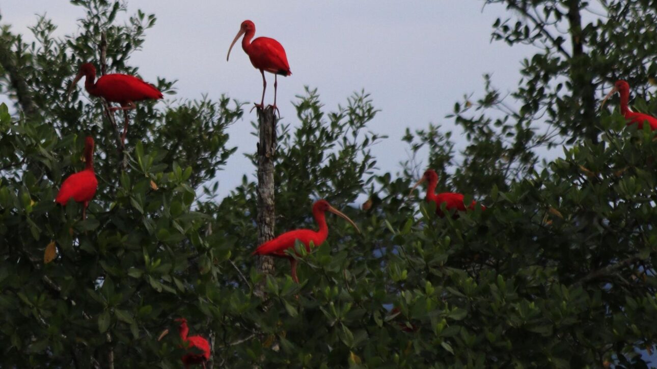 Isla Del Cardoso, En La Costa De SP, Ofrece Senderos, Playas Preservadas Y Exclusividad, Siendo Refugio De Turismo Sostenible Y Naturaleza Protegida. (Imagen: Divulgación/ Prefeitura Municipal Da Estância De Cananéia)