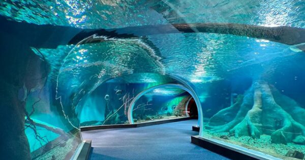 Descubra o Bioparque Pantanal, maior aquário de água doce do mundo: 5 milhões de litros, 440 espécies e pesquisa de ponta em Campo Grande.