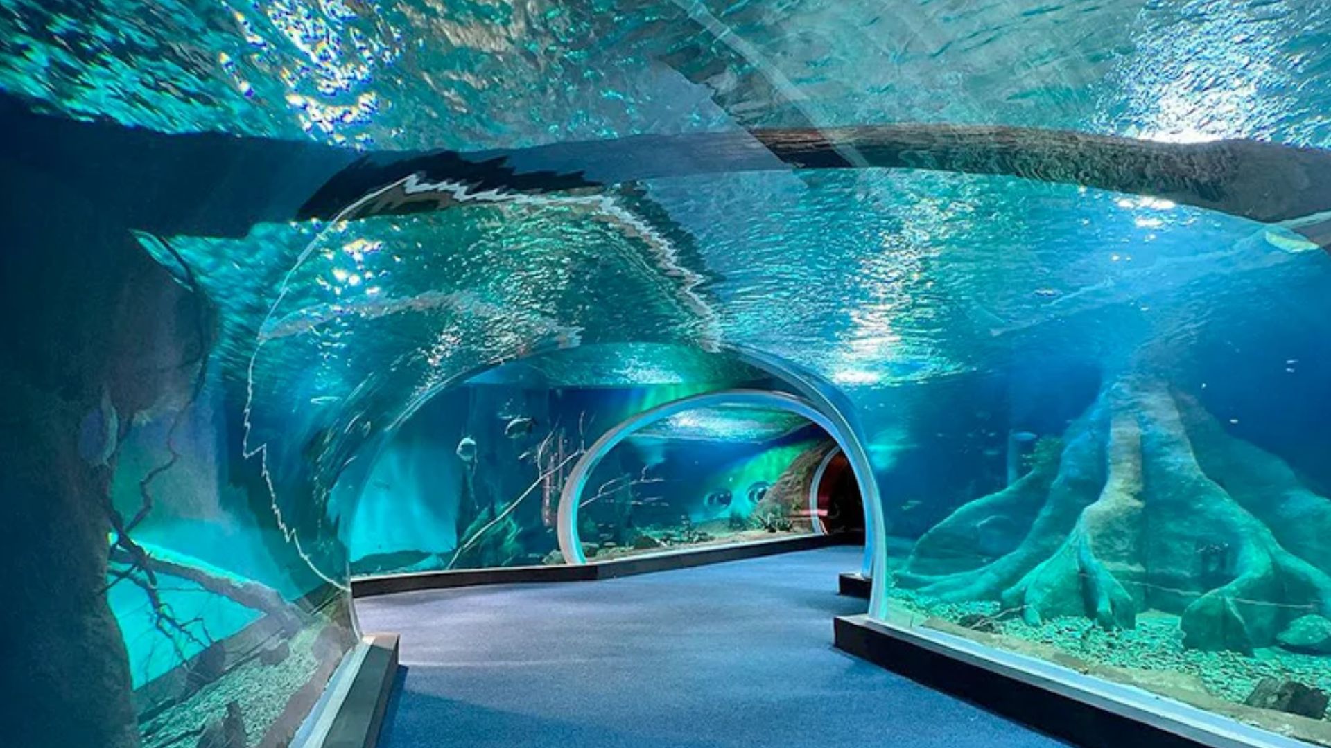 Descubra o Bioparque Pantanal, maior aquário de água doce do mundo: 5 milhões de litros, 440 espécies e pesquisa de ponta em Campo Grande.