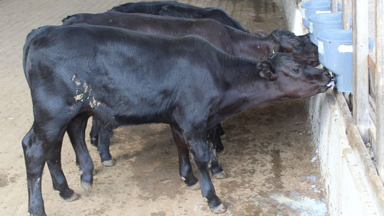 Terneros genéticamente editados nacen en Brasil y prometen revolucionar la ganadería con mayor resistencia al calor extremo. Consulta. (Imagen: Foto: Rubens Neiva/ Embrapa)