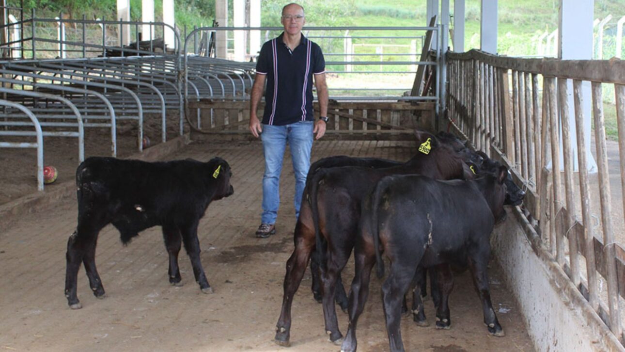 Terneros genéticamente editados nacen en Brasil y prometen revolucionar la ganadería con mayor resistencia al calor extremo. Consulta. (Imagen: Foto: Rubens Neiva/ Embrapa)