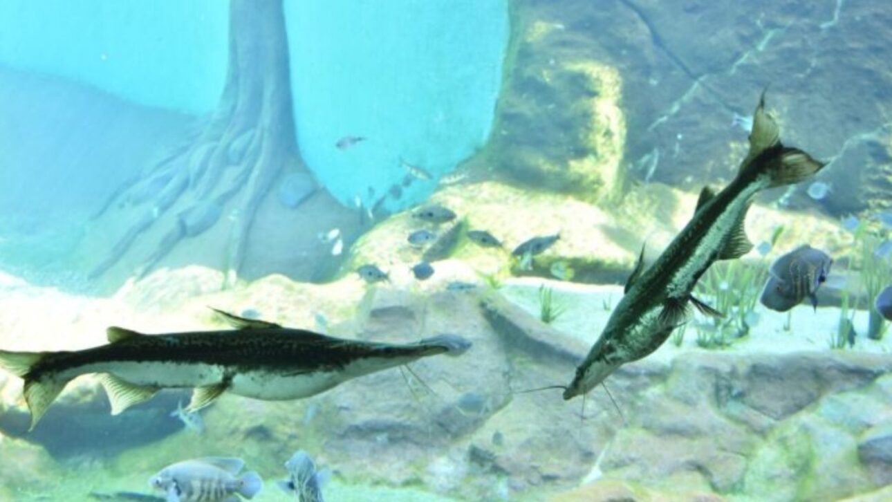 Descubre el Bioparque Pantanal, mayor acuario de agua dulce del mundo: 5 millones de litros, 440 especies y investigación de punta en Campo Grande.. (Imagen: reproducción Bio Parque Pantanal/ divulgación)