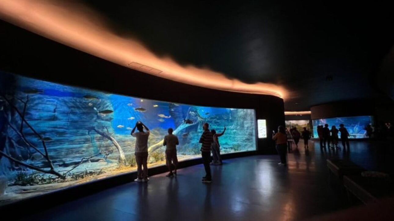 Descubre el Bioparque Pantanal, mayor acuario de agua dulce del mundo: 5 millones de litros, 440 especies y investigación de punta en Campo Grande.. (Imagen: reproducción Bio Parque Pantanal/ divulgación)