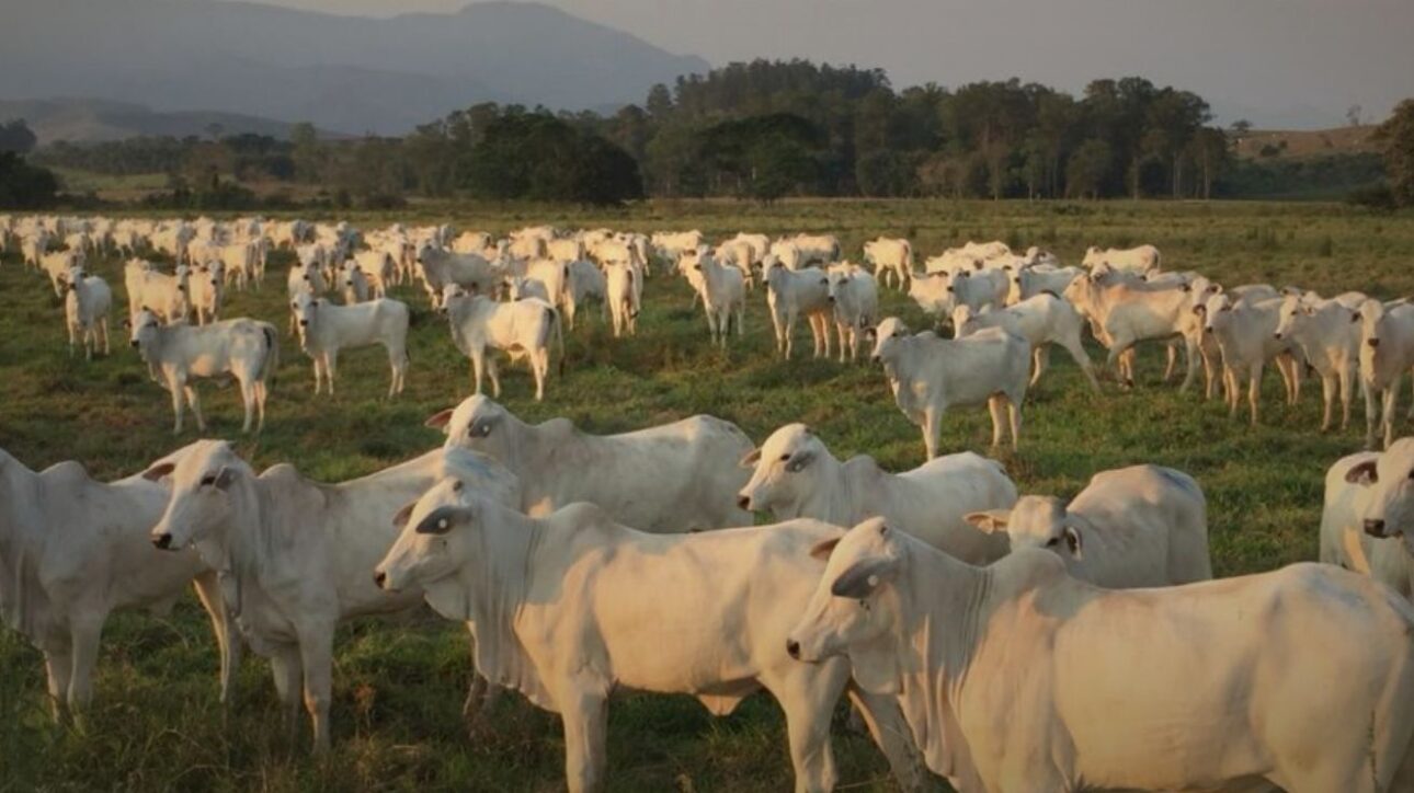 Con un tamaño mayor que São Paulo, la hacienda en MT une tecnología, ganadería libre, soja y sostenibilidad en un modelo que impresiona al mundo. (Imagen: divulgación)