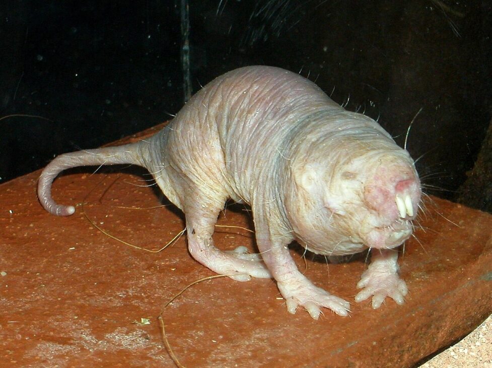 Ciencia, Animal raro, enfermedad
