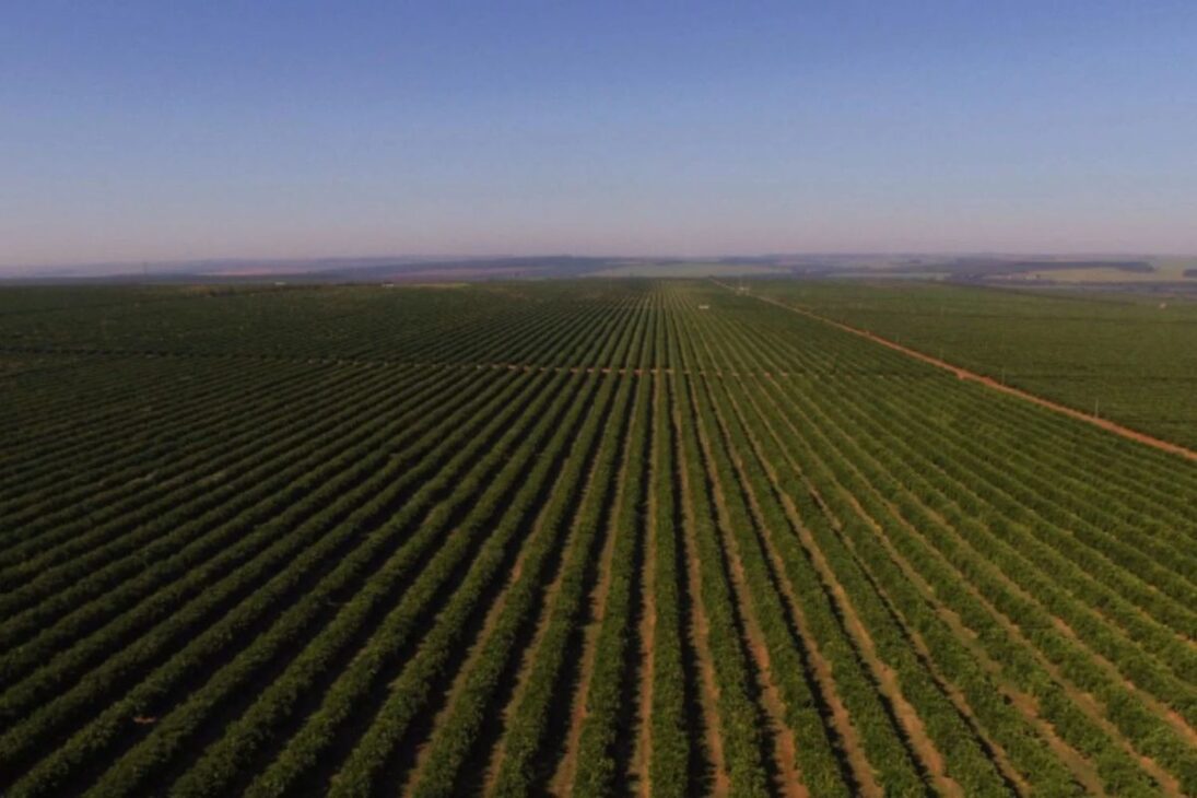 El mayor huerto de naranjas de Brasil: la gigante de São Paulo con 40.000 hectáreas y 29 fincas