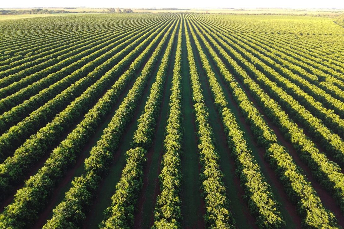 El mayor huerto de naranjas de Brasil: la gigante de São Paulo con 40.000 hectáreas y 29 fincas