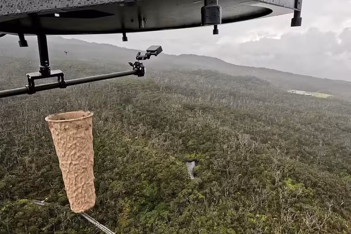 Mosquitos, Drones, Florestas, Extinção