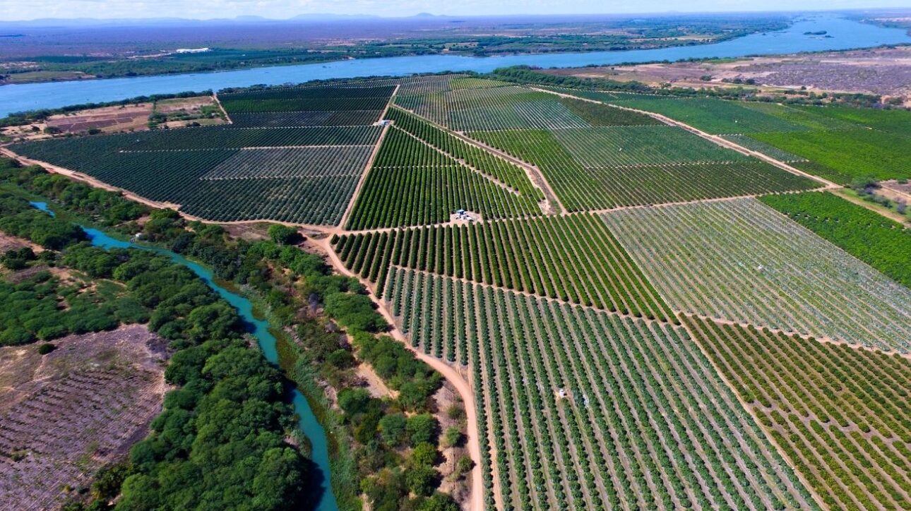 Vista aérea de la mayor granja de mangos de Brasil, con cultivos irrigados por el Río São Francisco y producción orientada a la exportación.