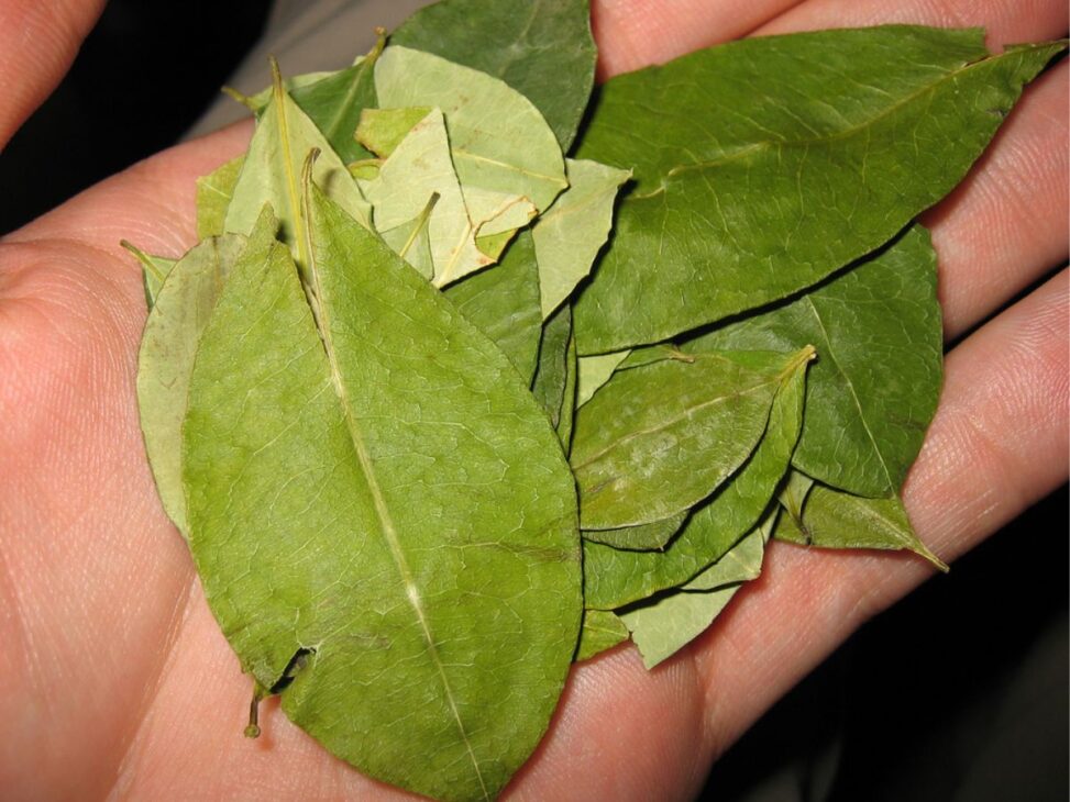 Folha de coca - Peru