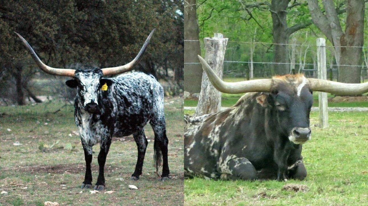 Ejemplares De Ganado Texas Longhorn - Fotos: Reproducción Wikipedia