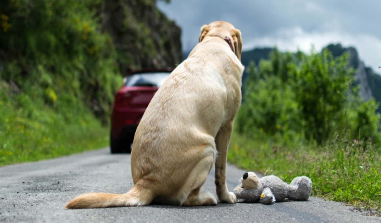 Este novo Projeto de Lei 25/24 foi aprovado e considera ato de abandonar animais, como infração gravíssima, com suspensão de CNH