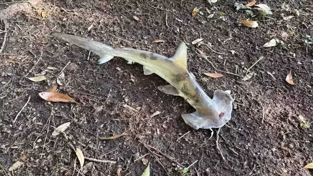 Tiburón Martillo, Tiburón, Juego, Cielo