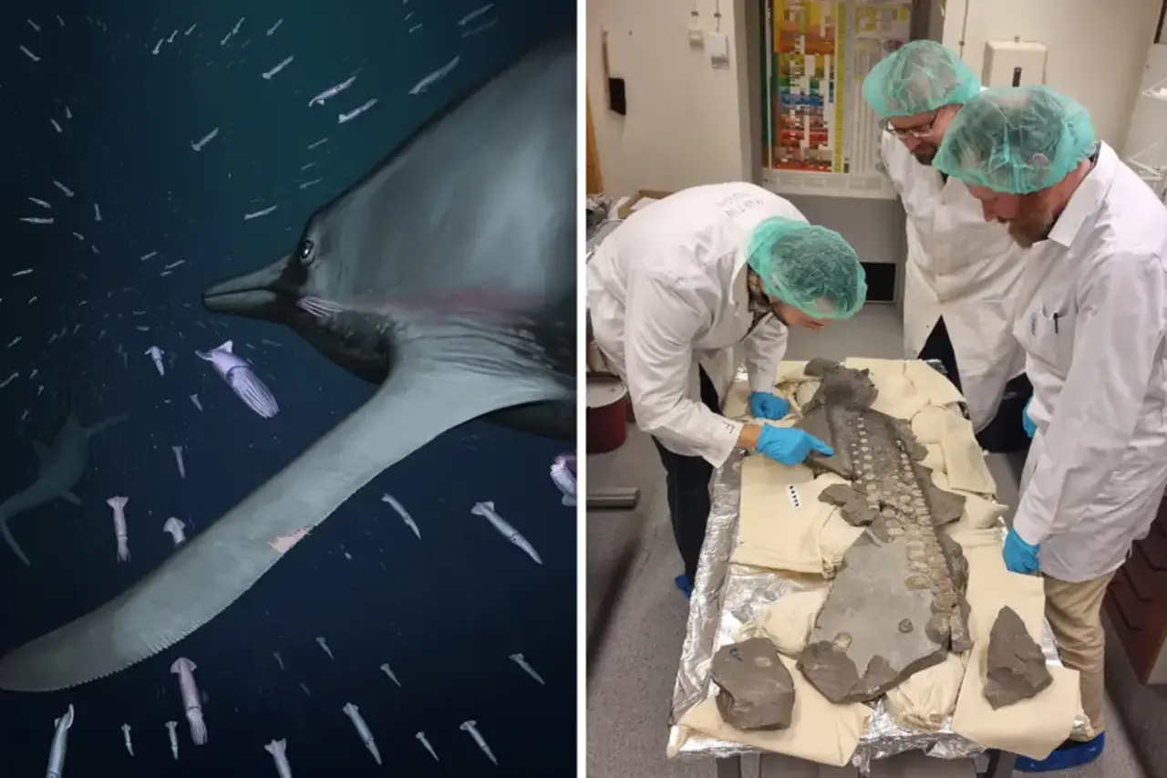 Réptil, Fóssil, Dragão marinho