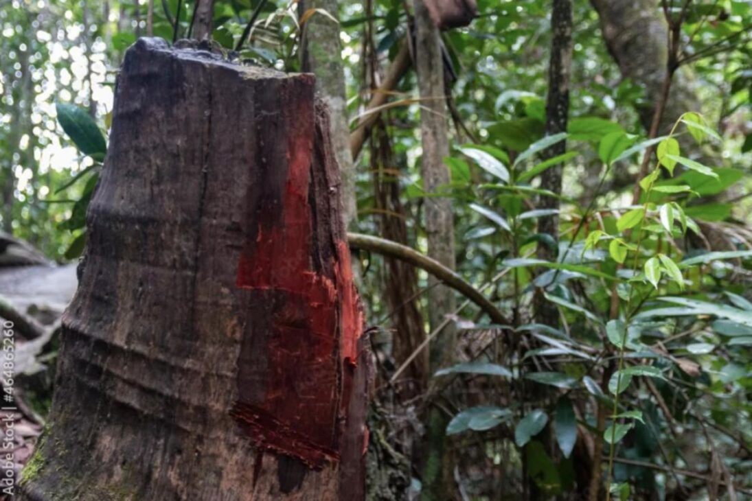 El árbol rojo que dio nombre a Brasil se extendía por 3 mil km de costa, fue explorado por 300 años y fue cambiado por hachas y espejos