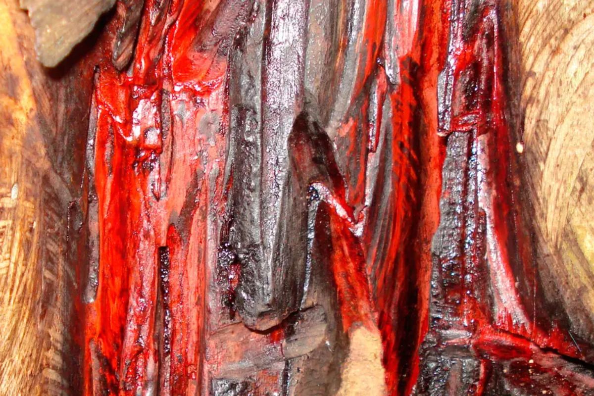 A árvore vermelha que deu nome ao Brasil e quase foi extinta