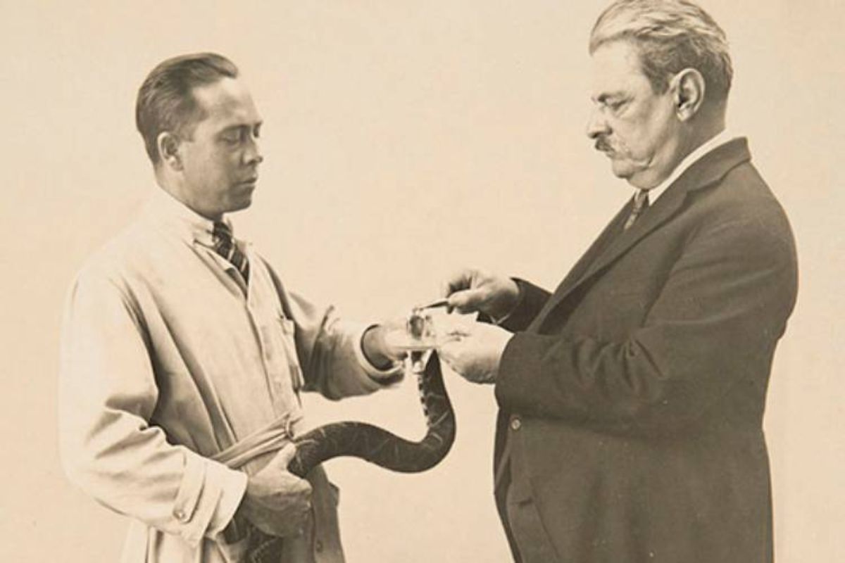 O cientista Vital Brazil realizando a extração de veneno, um passo crucial na história do soro antiofíco e na fundação do Instituto Butantan.